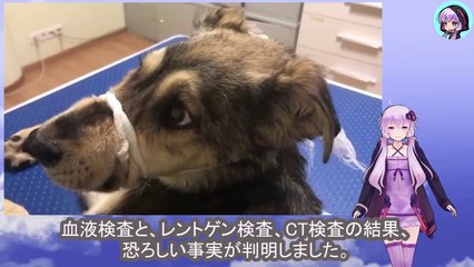 毒矢で撃たれ犬は神経を損傷したまま冷たく凍る水たまりの中、その命は消え様としていましたA dog shot with a poisoned arrow had nerve damage and was in a freezing puddle, its life was about to disappear.