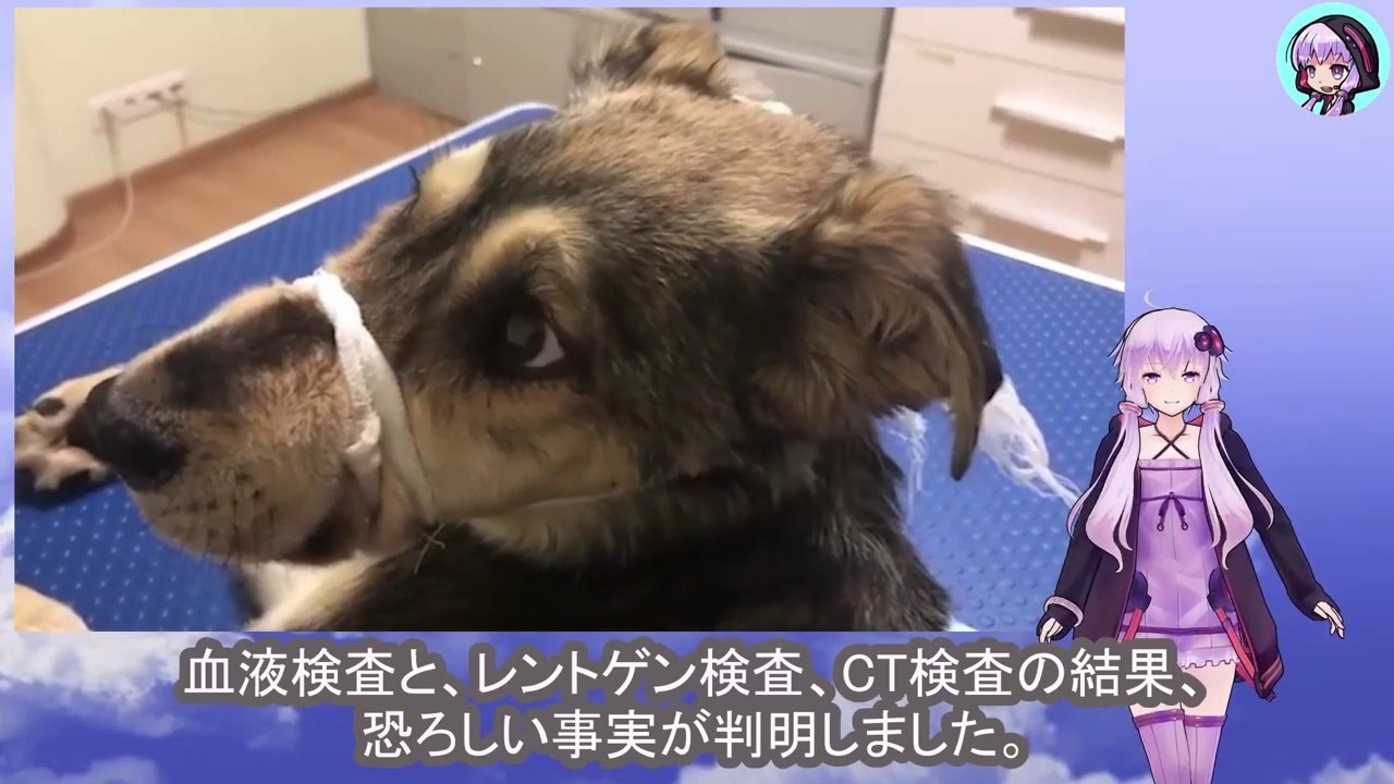 毒矢で撃たれ犬は神経を損傷したまま冷たく凍る水たまりの中、その命は消え様としていましたA dog shot with a poisoned arrow had nerve damage and was in a freezing puddle, its life was about to disappear.