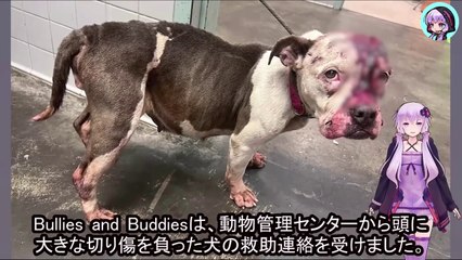 衝撃の救出劇！鈍器で頭を打たれても、人間を信じた奇跡の犬Shocking rescue! Miraculous dog who believed in humans even after being hit on the head with a blunt object
