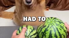 DOG GETS TRICKED! #pets #doglover #funny #animalstories #cute