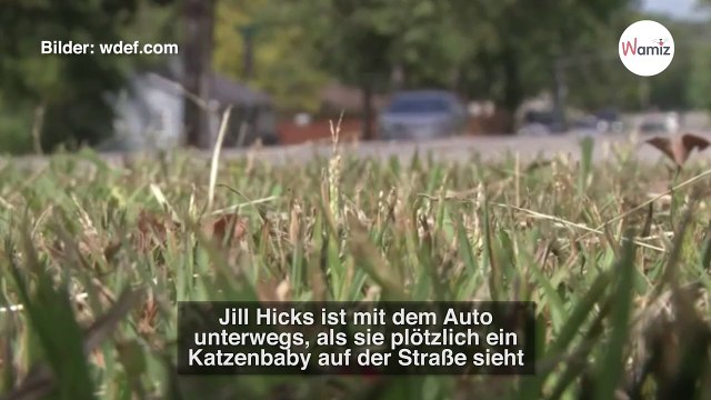 Frau rettet ein süßes Kätzchen von der Straße: Erst zu Hause geht ihr ein Licht auf