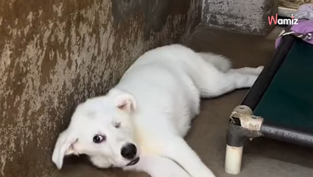 Video. Cucciolo arriva al rifugio: 432 giorni dopo è irriconoscibile. Riuscirà a essere adottato?