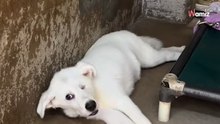 Video. Cucciolo arriva al rifugio: 432 giorni dopo è irriconoscibile. Riuscirà a essere adottato?