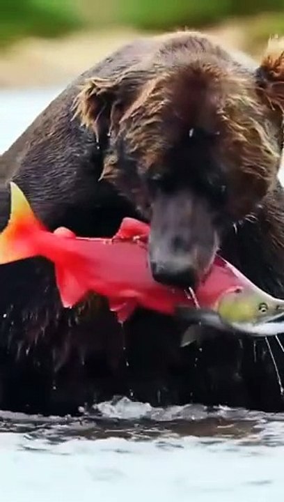 bear hunting and enjoying fish
