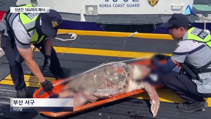 그물에 칭칭 감긴 ‘멸종위기종’ 바다거북 극적 구조