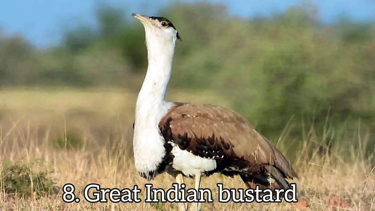 Great Indian bustard, the most endangered large bird