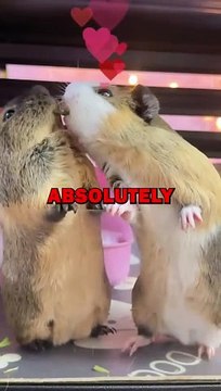 HAMSTERS IN LOVE! #animalstories #pets #hamsters #cute #animals