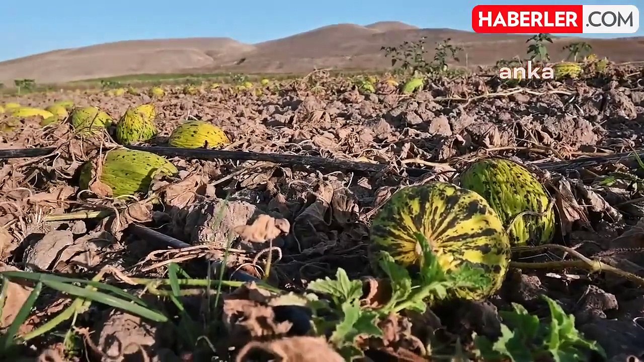 Yozgat'ta Çiftçiler Kavun Karpuzlarını Tarlada Bırakmak Zorunda Kalıyor