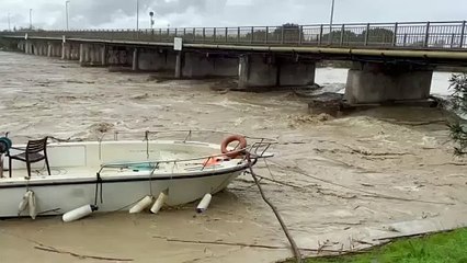 Paurosa piena del fiume Cecina: la forza dell'acqua e il rischio esondazione