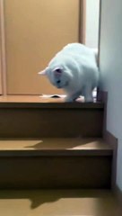 Cute lazy cat going down from stairs