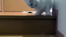 Cute lazy cat going down from stairs
