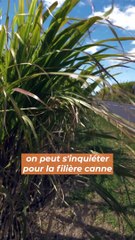 Le préfet commente la guerre de la volaille