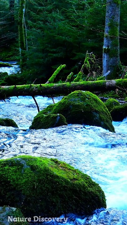 Relaxing Nature and relaxing Music  || Nature Discovery........#nature #relax #relaxing #shortvideo