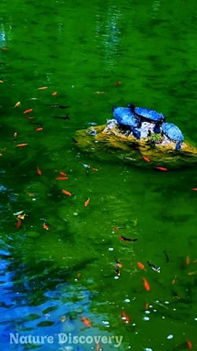 Relaxing Nature and relaxing Music  || Nature Discovery........#nature #relax #relaxing #shortvideo
