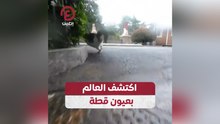 اكتشف العالم بعيون قطة