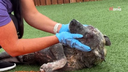 Sur le chemin, une pierre attire leur regard : ils retiennent un cri devant l'atroce vérité (vidéo)