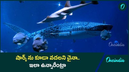 China Cheating : తిమింగలానికి కూడా డూప్లికేట్ తయారు చేసిన చైనా | Oneindia Telugu