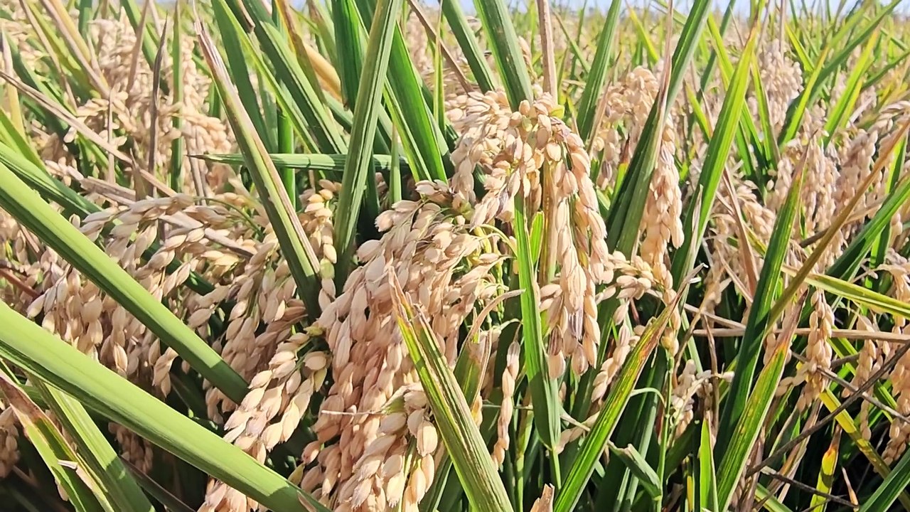 Albufera de Valencia feiert den Reis und die Paella