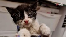 Un chaton se cache dans la carrosserie de sa voiture : l'homme décide de prendre la route car il est pressé