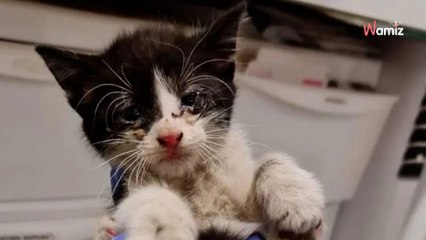 Un chaton se cache dans la carrosserie de sa voiture : l'homme décide de prendre la route car il est pressé