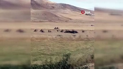 Ankara’da akbaba sürüsü görüntülendi