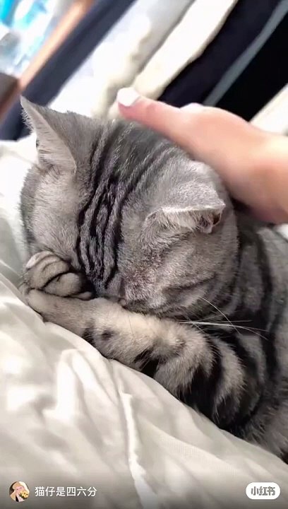 My cats