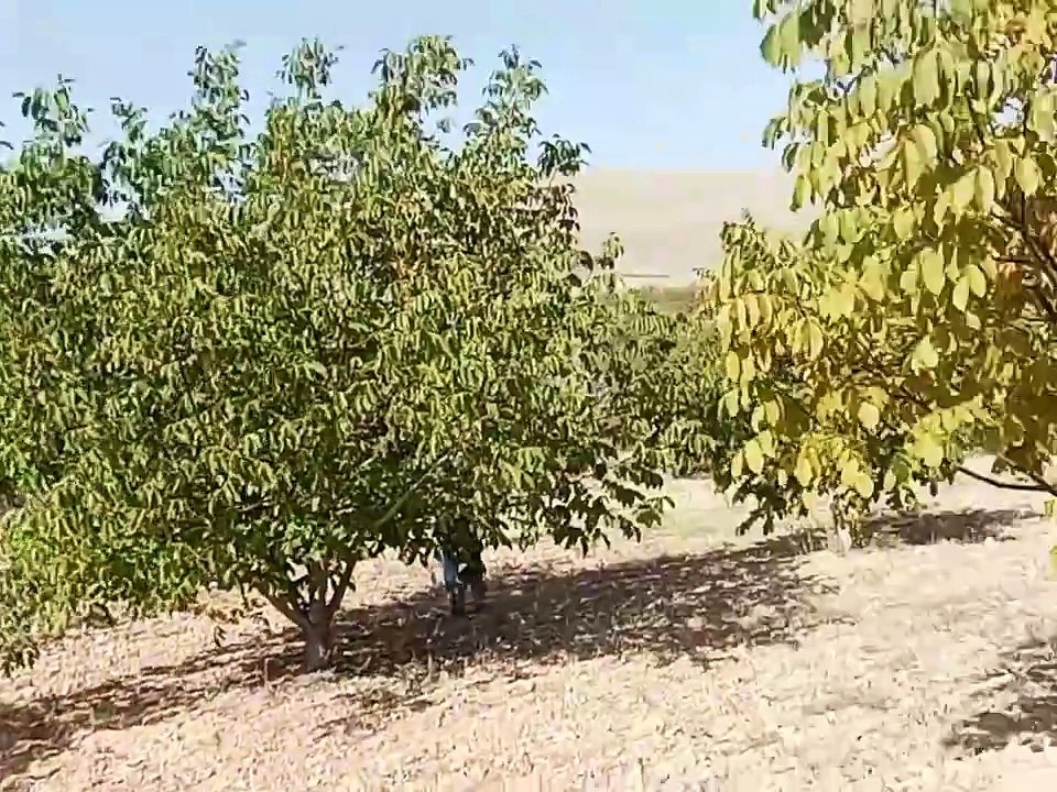 lv_0_20241017202403