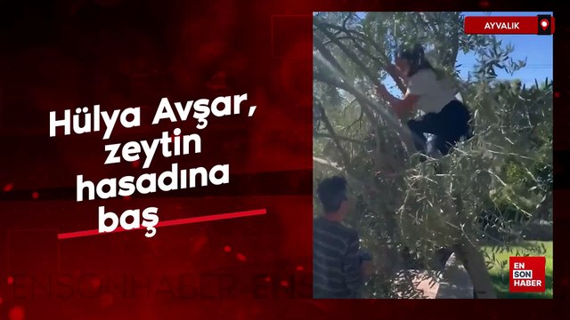 Hülya Avşar, zeytin hasadına başladı
