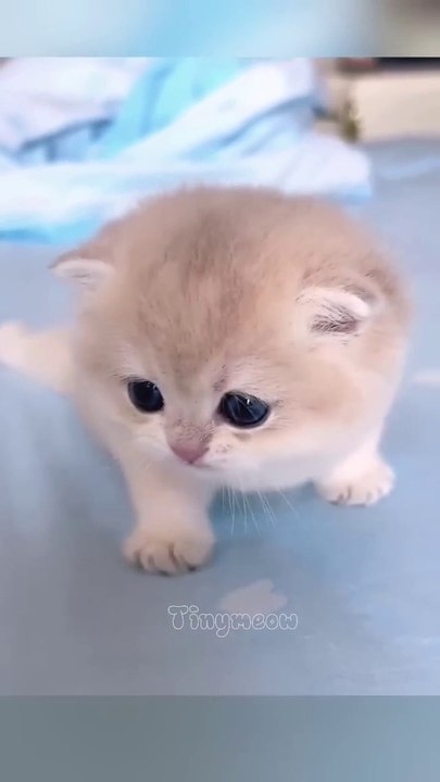 Kitten's meow#meow #meowing #kitten