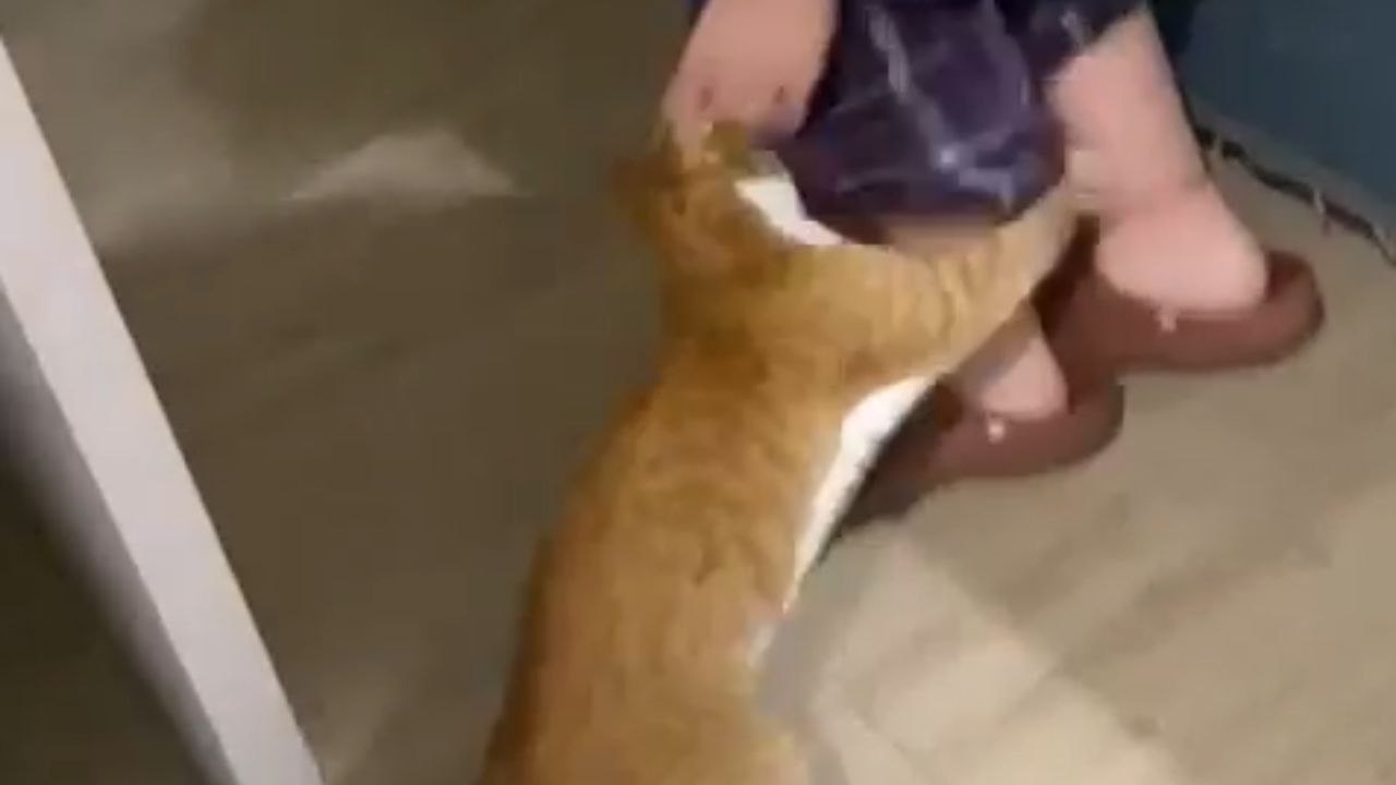 Unusual behavior: Cat becomes aggressive and chases girl after she teases him