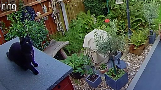 Caught on Ring Doorbell: daredevil cat makes superhero jump in garden