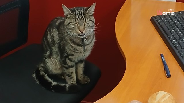 Seine-et-Marne : les policiers ramènent un chat au poste et appellent une association qui découvre une info capitale