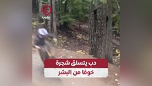 دب يتسلق شجرة خوفا من البشر