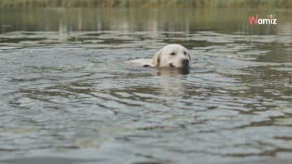 Loire : il part observer la crue d'une rivière mais son chien tombe à l'eau, il risque sa vie pour essayer de le sauver