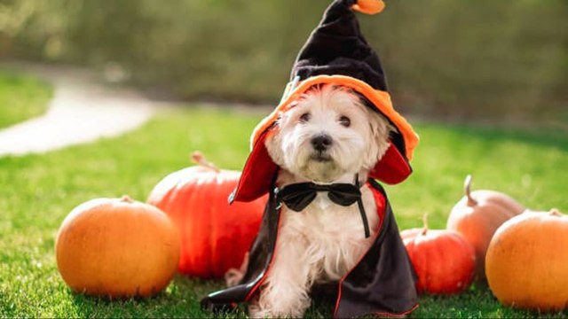 Cómo Elegir Disfraces De Halloween Seguros Para Mascotas