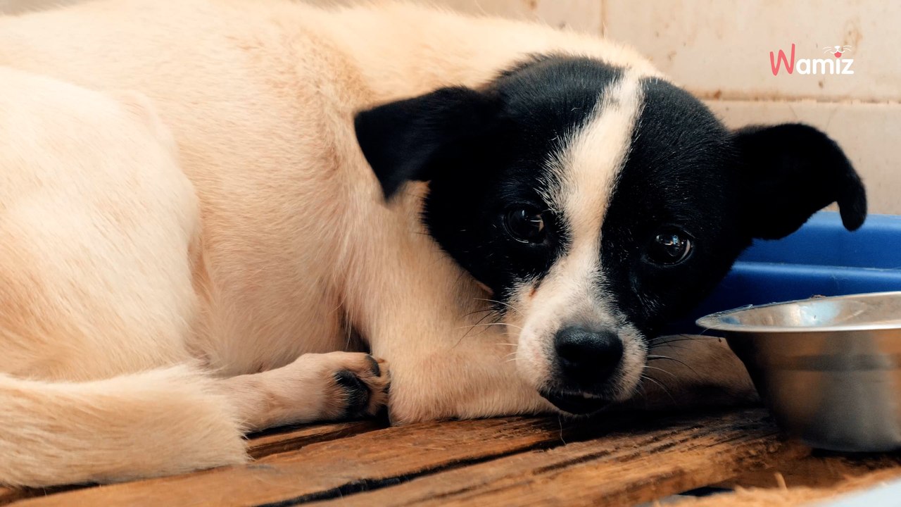 « Squelettiques et sales », 72 chiens sauvés d’un élevage clandestin du Morbihan