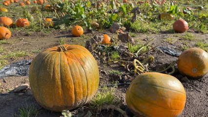 HTW-STORY9B-181024-DF-Half term at Brocksbushes
