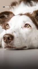 Pilot Helped Fly Woman's Elderly Dog Home, and Then They Fell in Love. Now They're Married