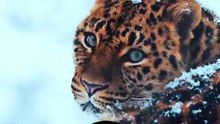 Comment dire "Neige" en Darija (Arabe Marocain) | Apprenez "Tlj" facilement