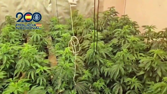 Nueva operación en las Tres Mil de Sevilla incluye intervención de nueve cultivos de marihuana