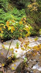 Foggy and beautiful Ireland with lovely cascades.
