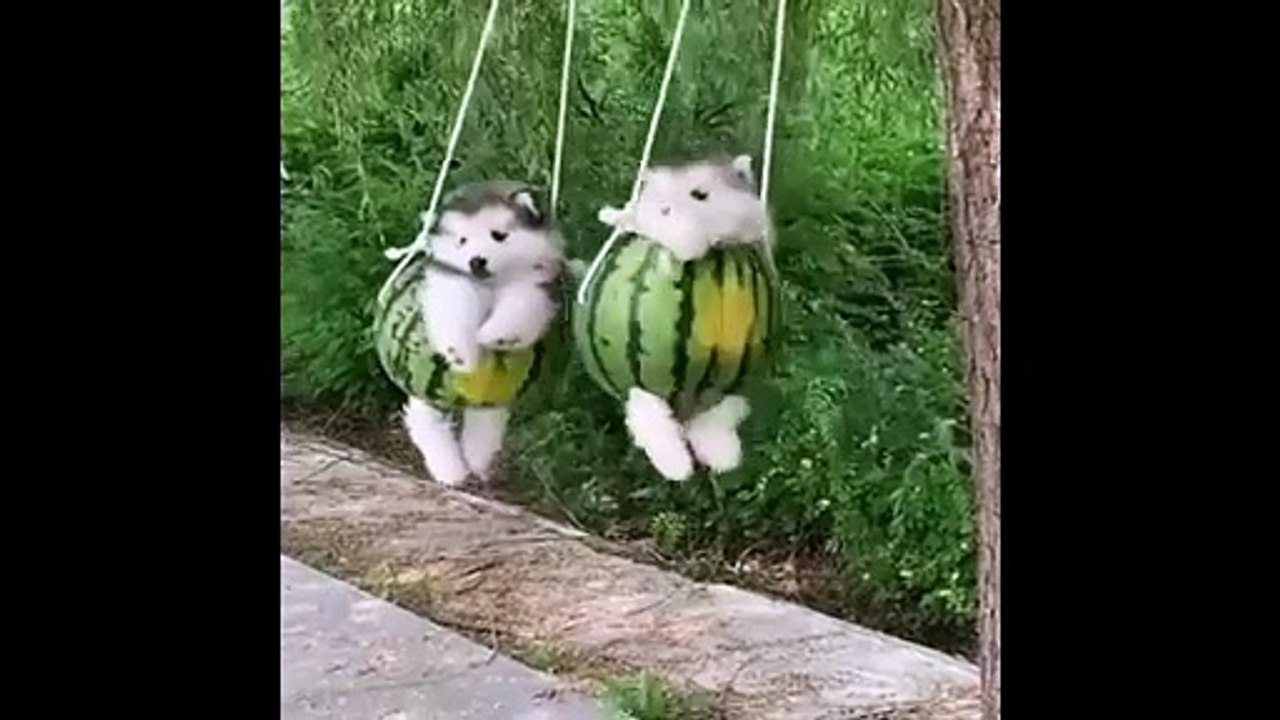 Baby Dogs  Cute and Funny Dog Videos Compilation  _ Funny Puppy Videos