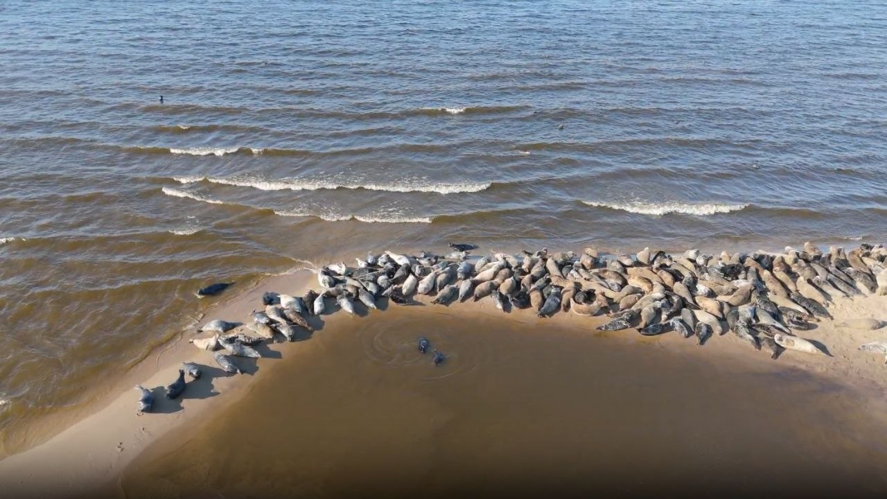 Seals living their best lives while resting in the sun at nature reserve