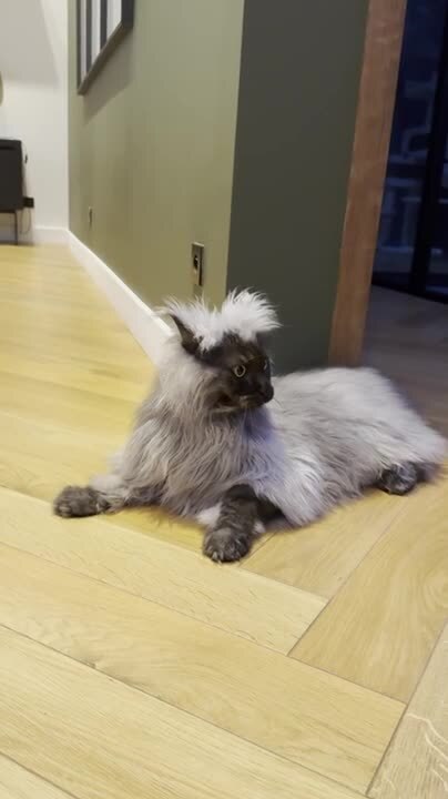 Red Maine Coon Surprises Black Smoke Maine Coon With Sudden Jump