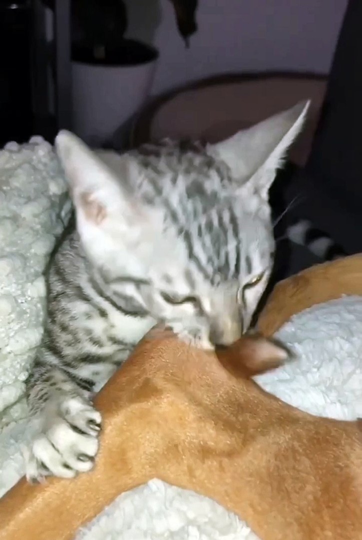 Funniest animals | cute animals | #animals #cuteanimals #funniestanimals #funnyanimals