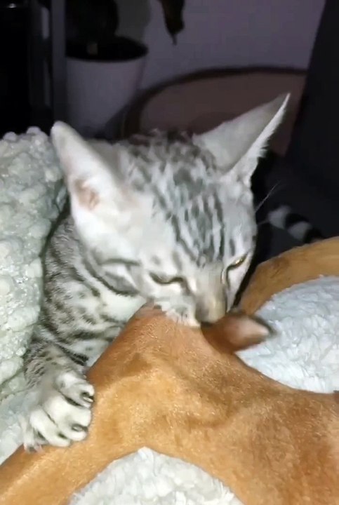 Funniest animals | cute animals | #animals #cuteanimals #funniestanimals #funnyanimals