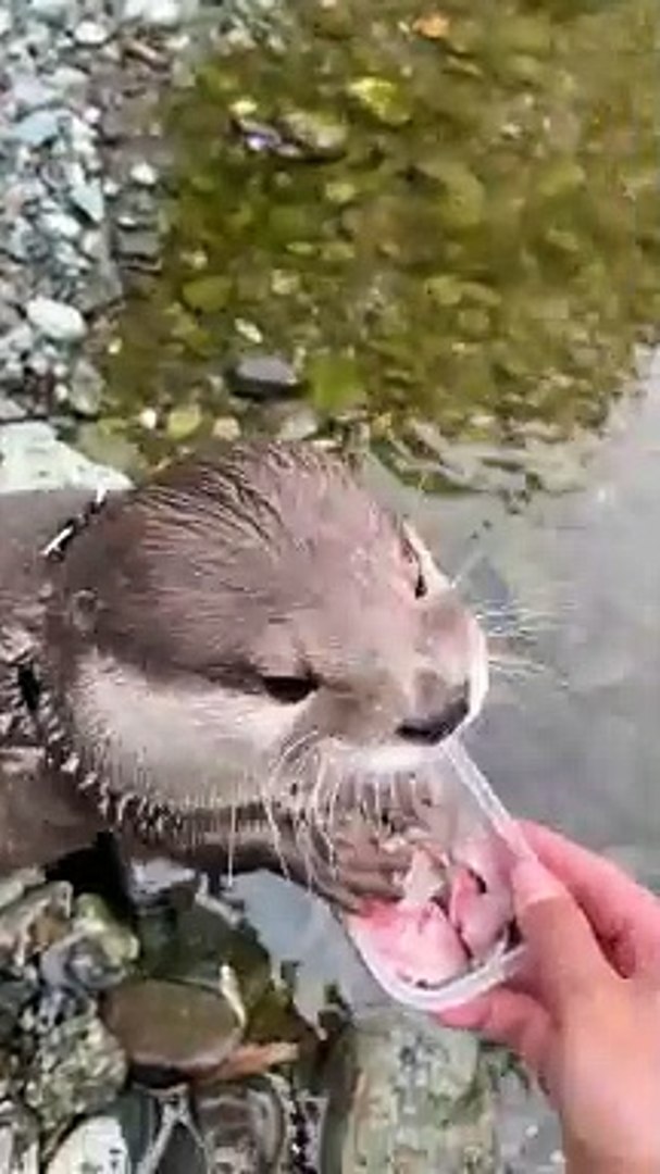 ⁣Little Otter Delighted by Fish #shorts #aty #otter #WaterSausage (1920p_60fps_H264-128kbit_AAC)