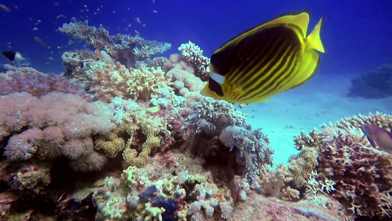 Corales y arrecifes de coral a nivel mundial
