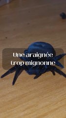 L'araignée la plus mignonne !