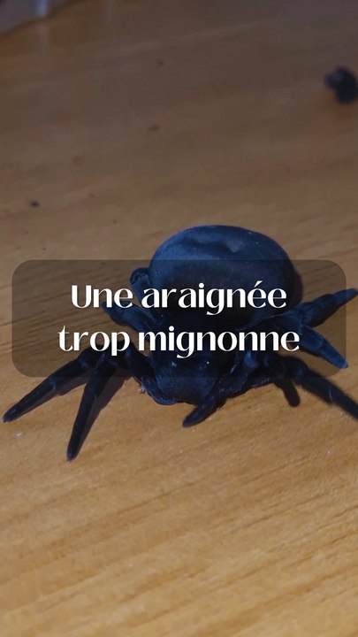 L'araignée la plus mignonne !